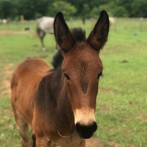 Meet your Posher, Cheryl